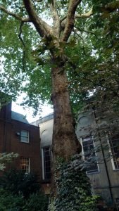 The plane tree at Stationer's Hall, London